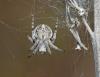 Agalenatea redii